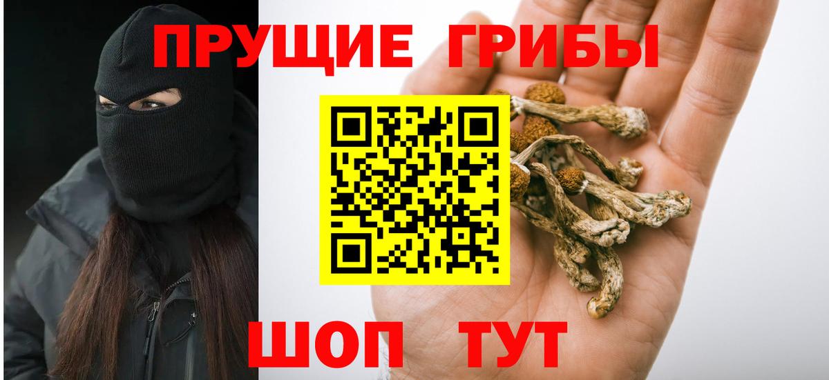 Псилоцибиновые грибы Psilocybe Воркута
